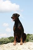 DOBERMANN 1193